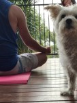 How dogs meditate